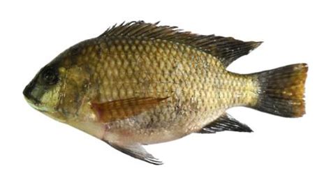 mango fishing|Fishing for Mango tilapia → Explore Catches, Top Baits & !.